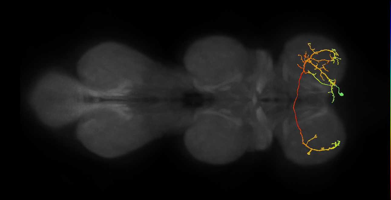 IN14B011_R (MaleCNS:821584)