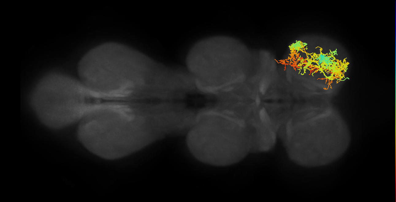 IN16B016_R (MaleCNS:903545)