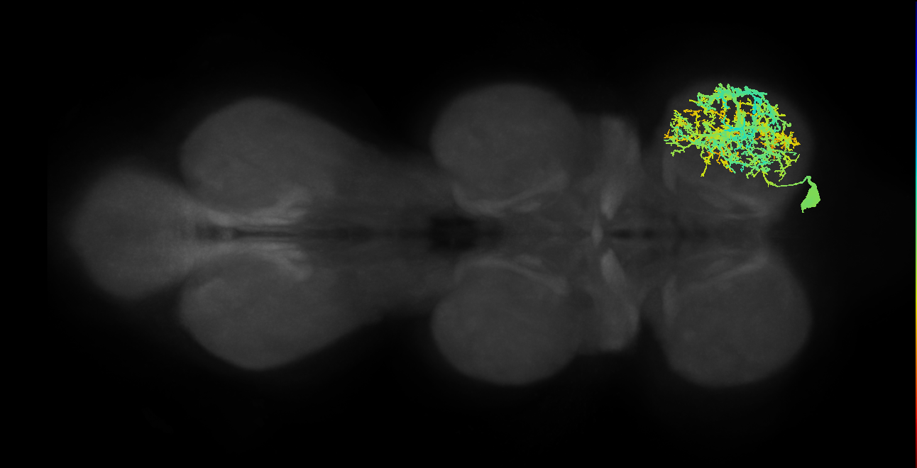 lineage NB1-1 primary interneuron