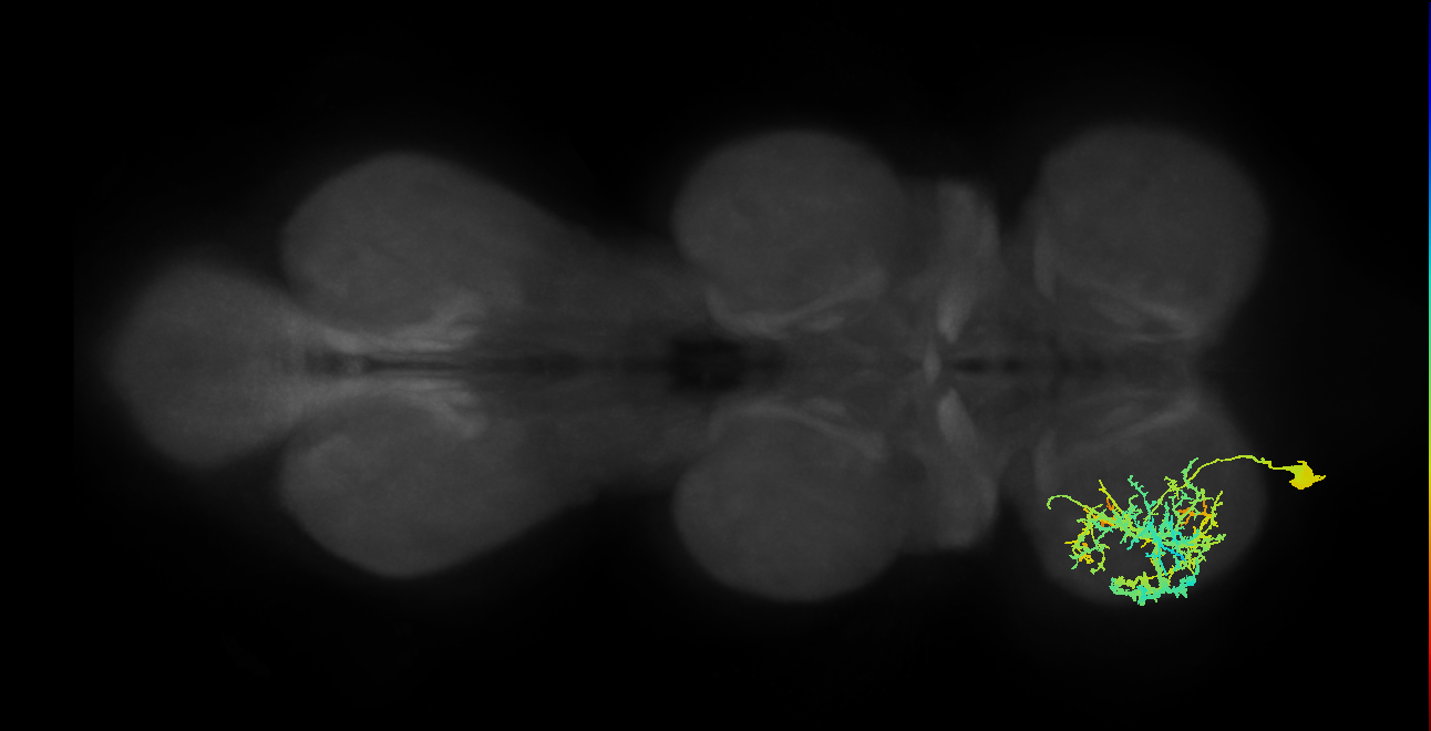 lineage NB1-1 primary interneuron