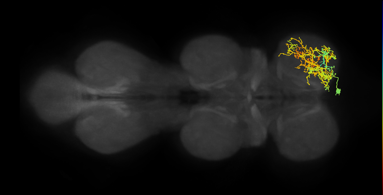 IN16B036_R (MaleCNS:803183)