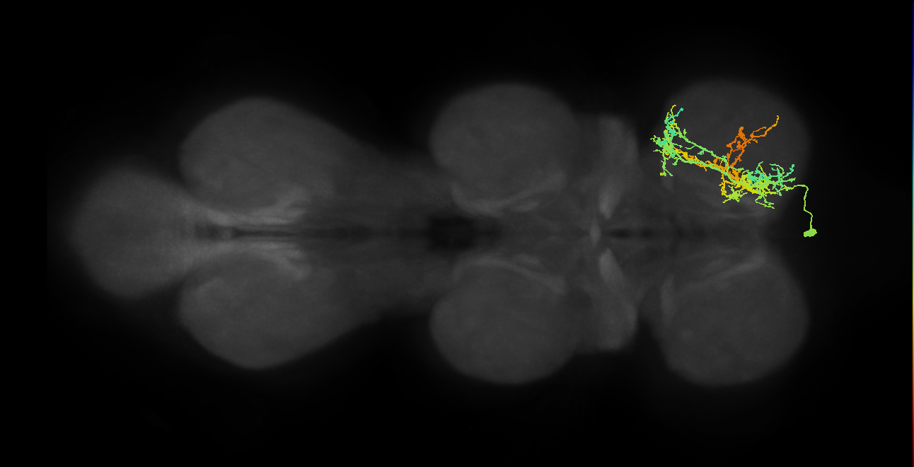 IN16B045_R (MaleCNS:804915)