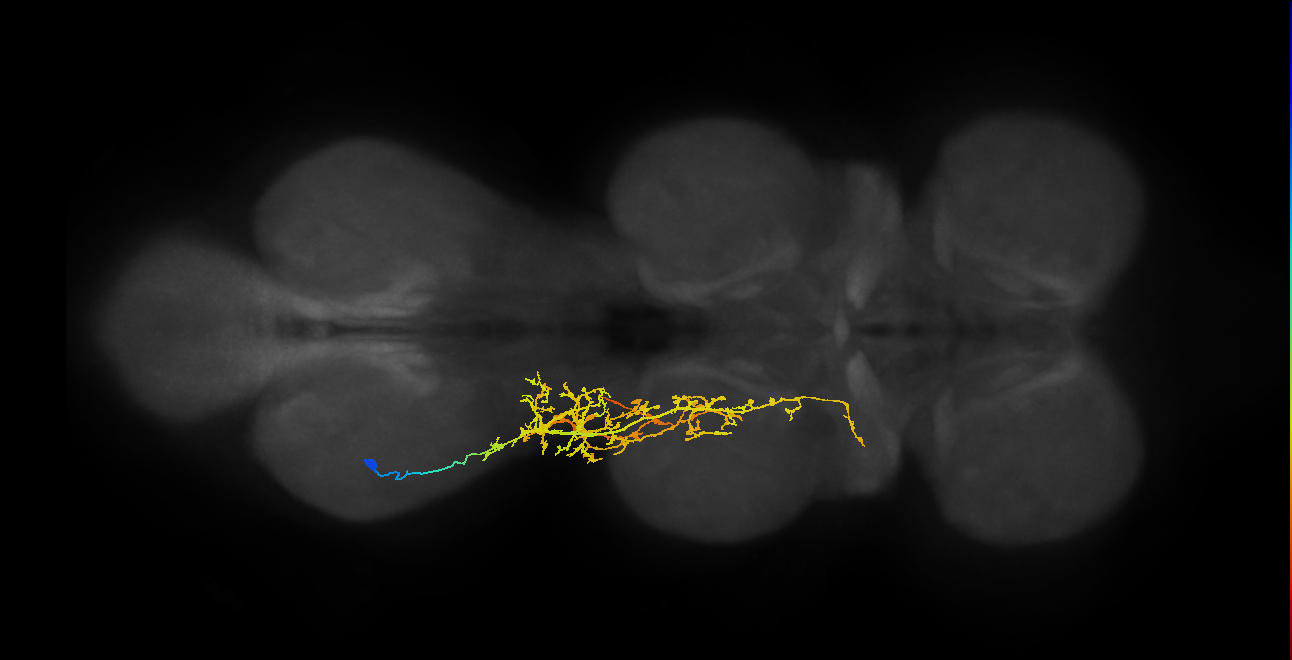lineage 16 secondary neuron