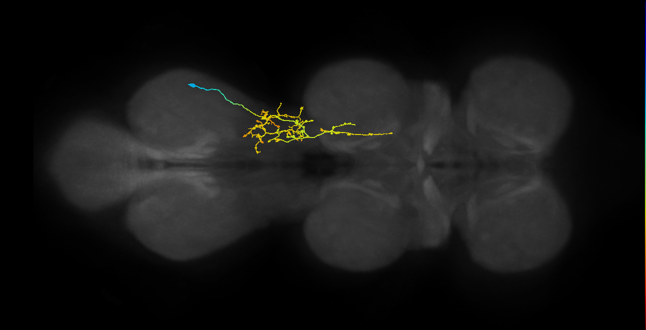 lineage 16 secondary neuron