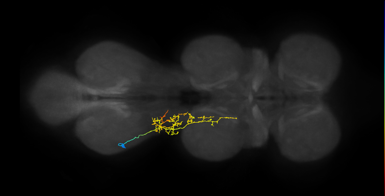lineage 16 secondary neuron