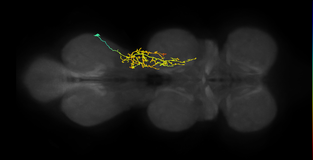 lineage 16 secondary neuron