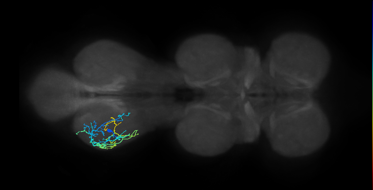 IN16B054_L (MaleCNS:808264)