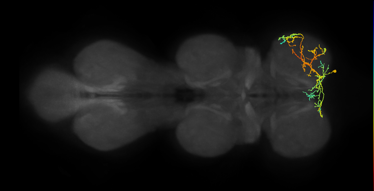 IN16B055_R (MaleCNS:801902)