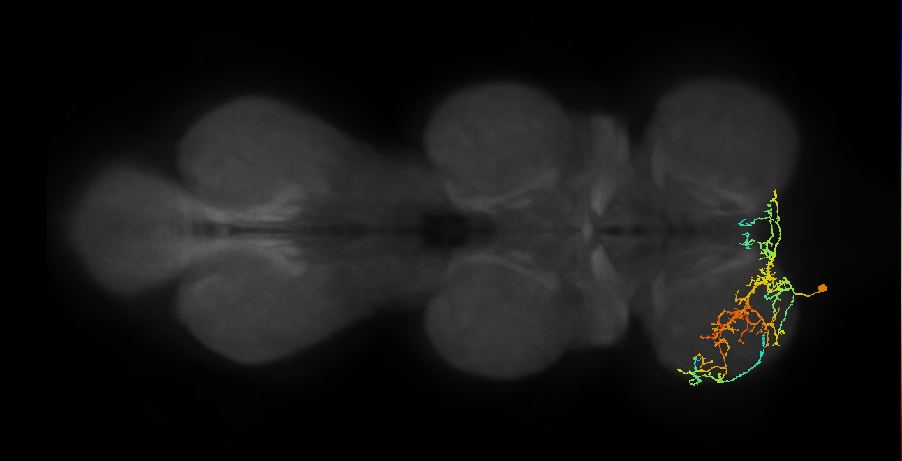 IN16B055_L (MaleCNS:806317)