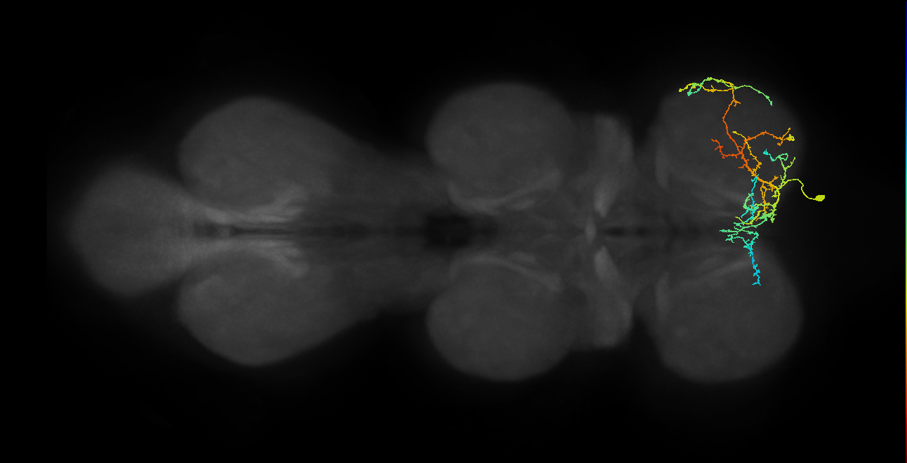 IN16B055_R (MaleCNS:812213)