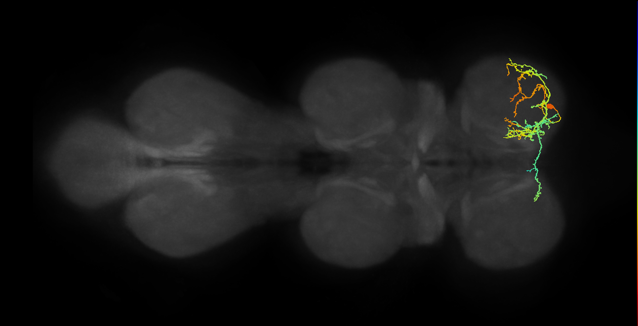 IN16B056_R (MaleCNS:810469)
