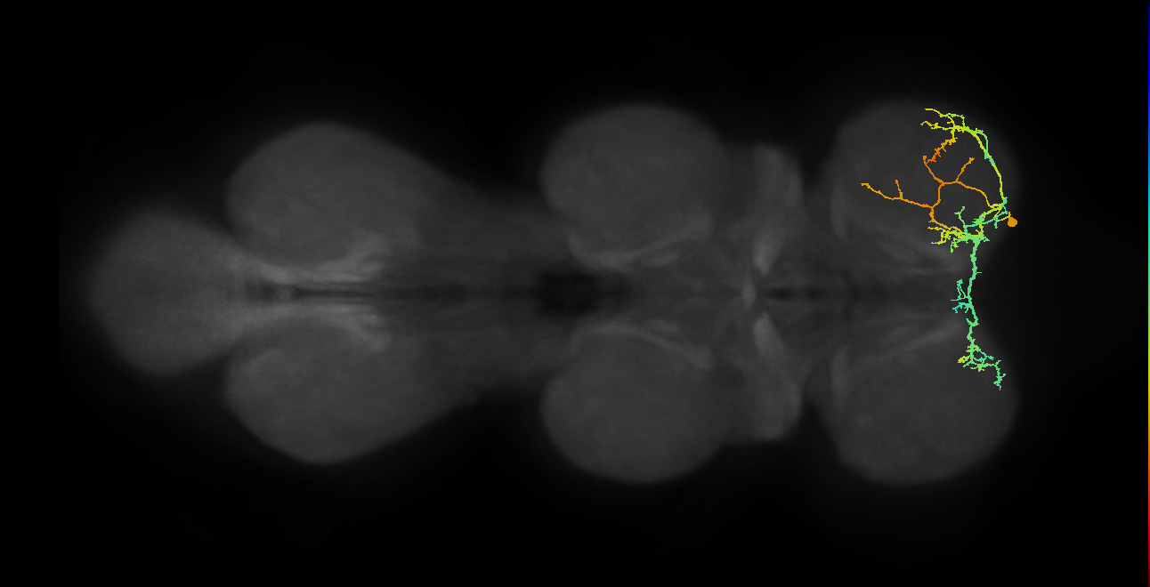 IN16B056_R (MaleCNS:808726)