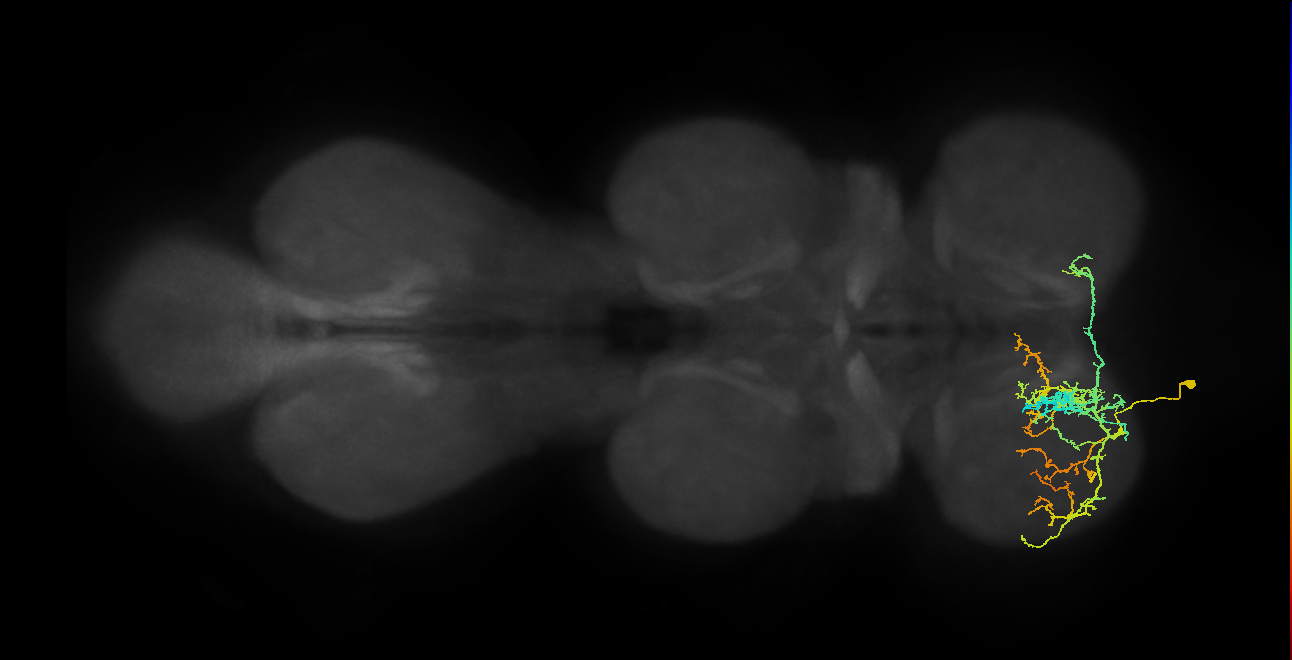 IN16B056_L (MaleCNS:906105)