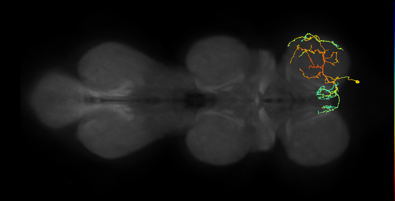 IN16B060_R (MaleCNS:903110)