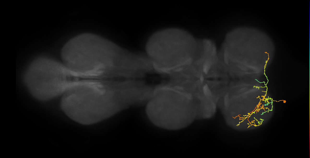 IN16B061_L (MaleCNS:809153)