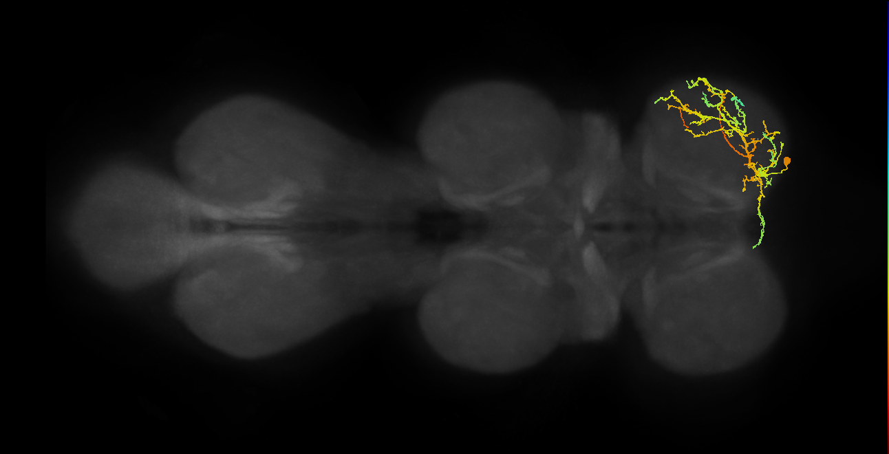 IN16B061_R (MaleCNS:809809)