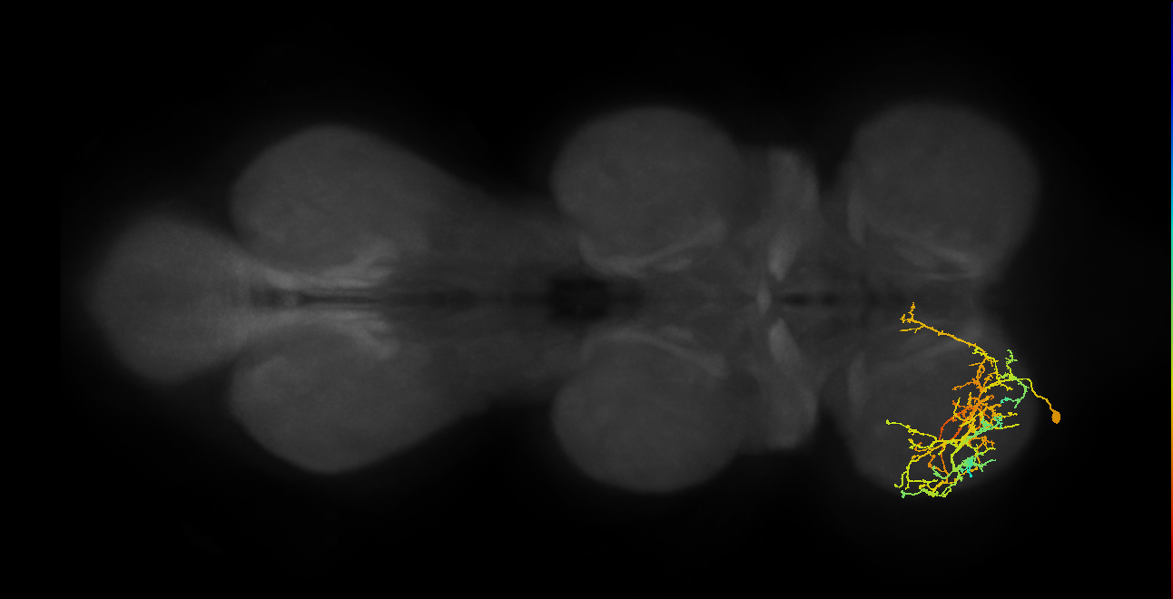 IN16B061_L (MaleCNS:803177)