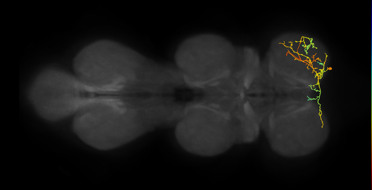 IN16B070_R (MaleCNS:809394)