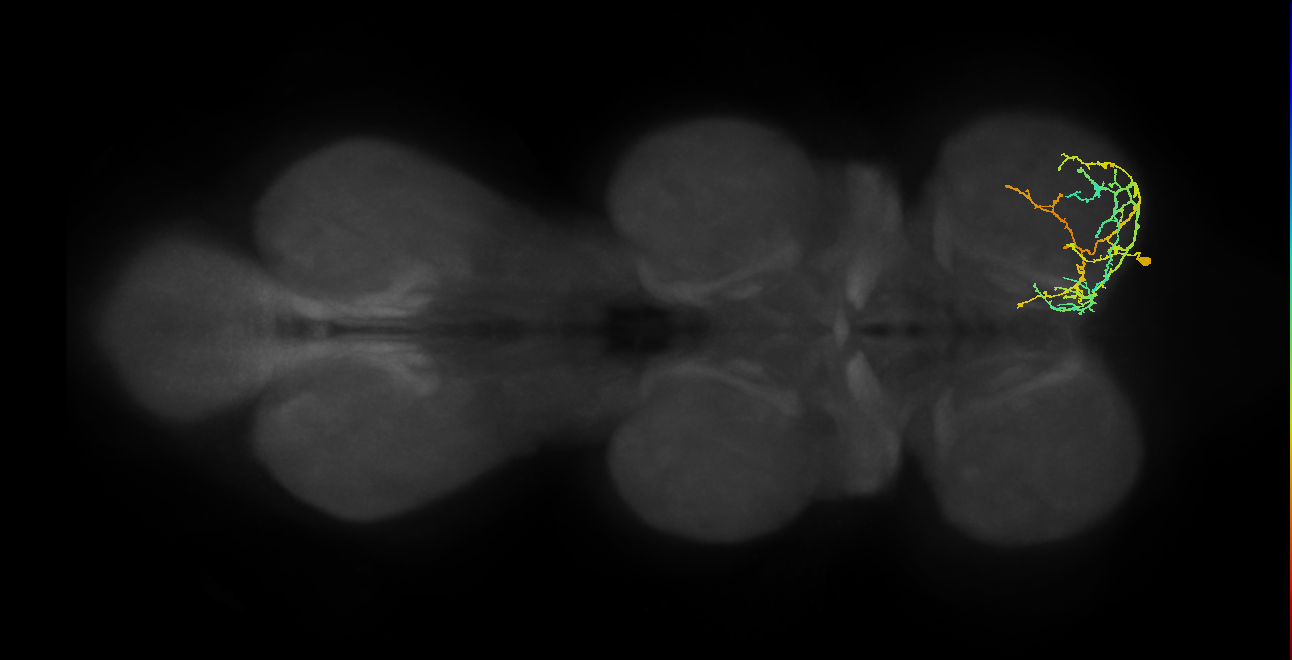 IN16B075_R (MaleCNS:811441)