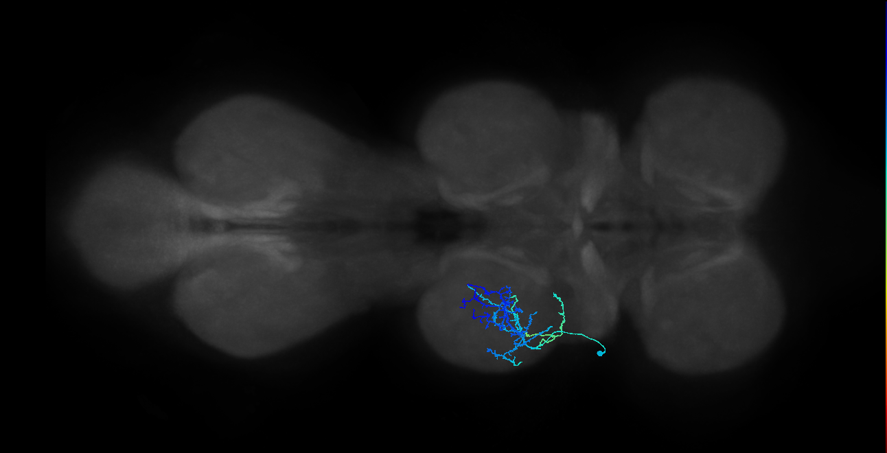 IN16B075_d_L (MaleCNS:808448)