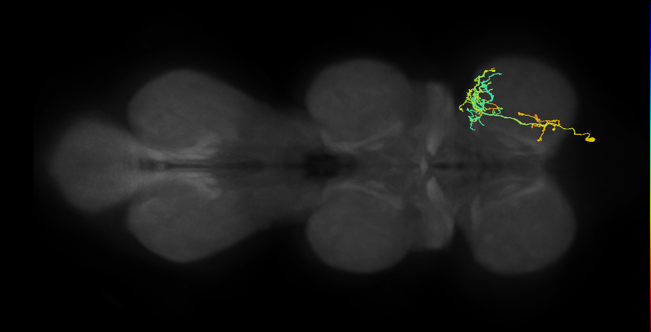 IN16B077_R (MaleCNS:808784)