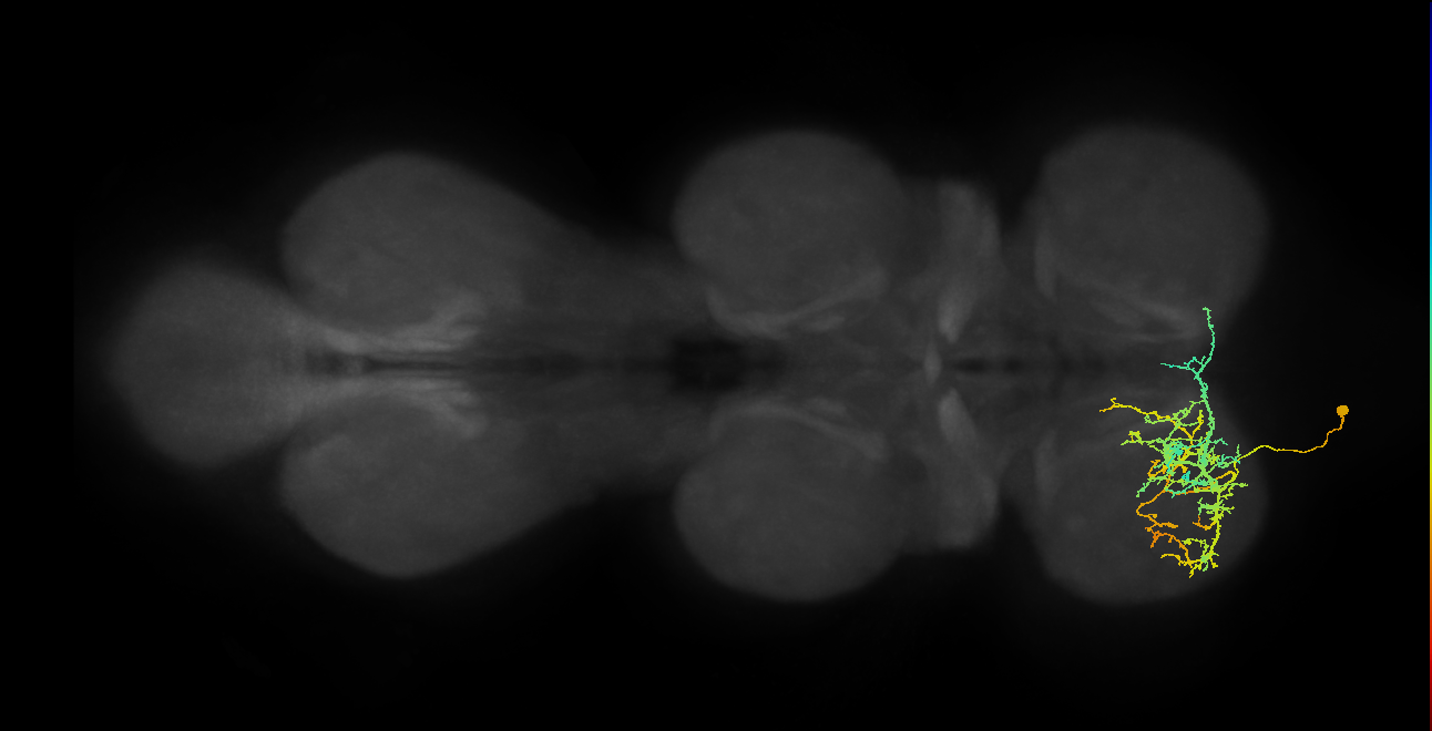 IN16B080_L (MaleCNS:806030)