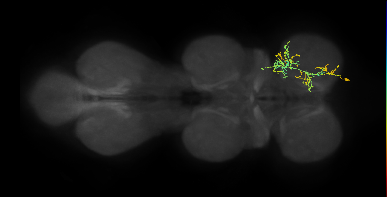 IN16B083_R (MaleCNS:806025)
