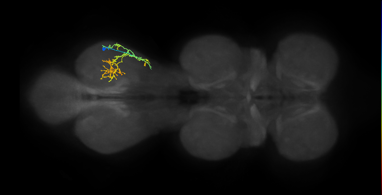 IN16B088, IN16B109_R (MaleCNS:810306)