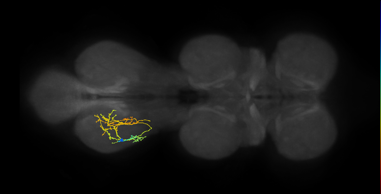 IN16B088, IN16B109_L (MaleCNS:809569)