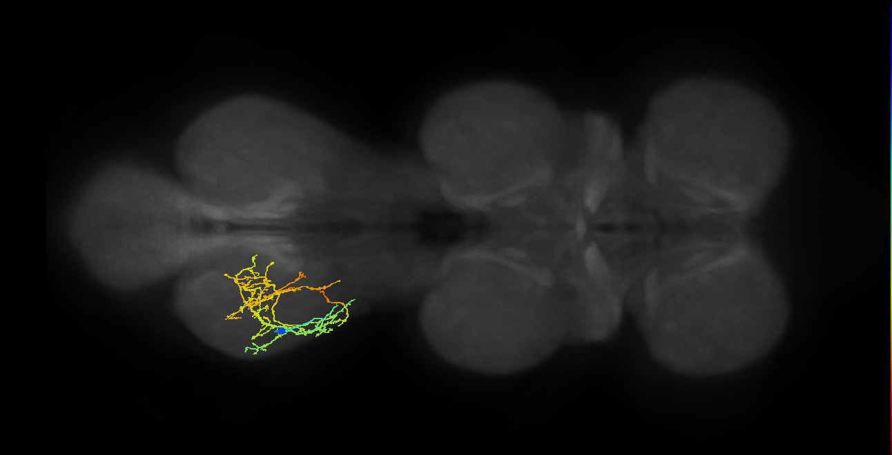 IN16B088, IN16B109_L (MaleCNS:809147)