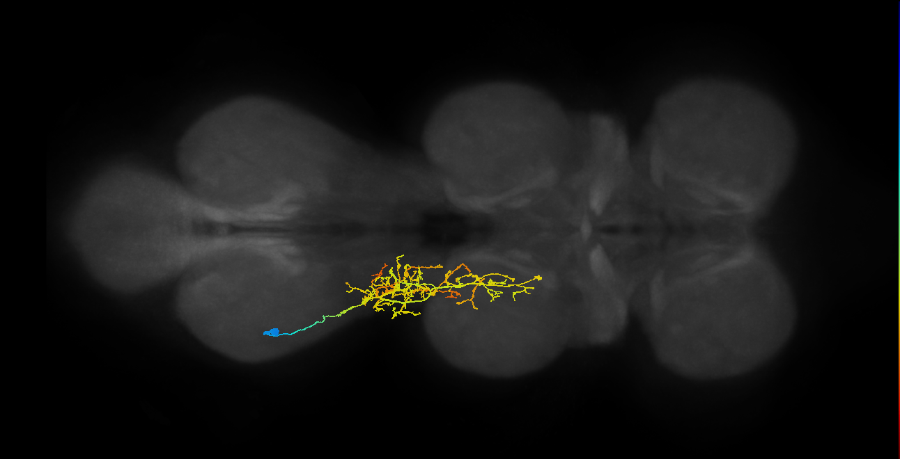 IN16B106_L (MaleCNS:810659)