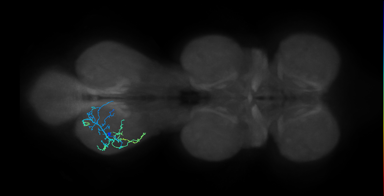 IN16B108_L (MaleCNS:809443)
