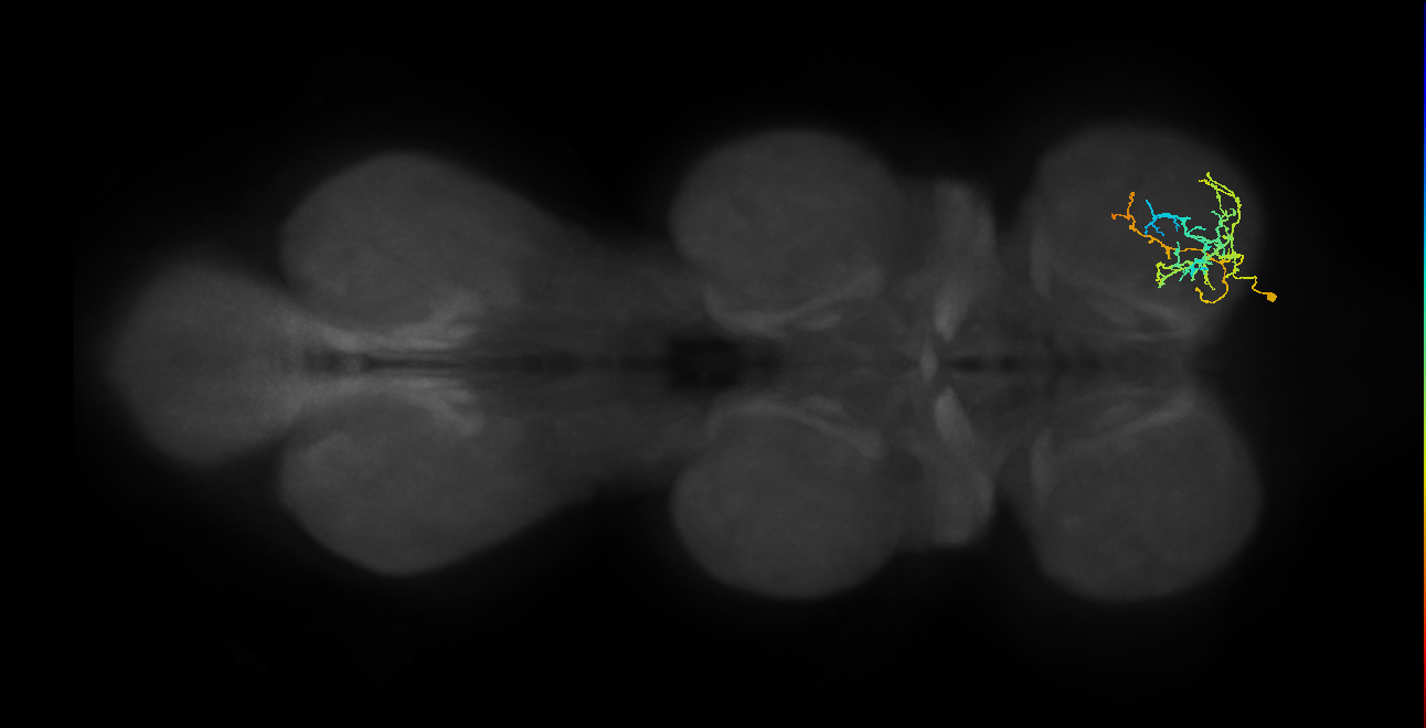IN16B114_R (MaleCNS:912982)