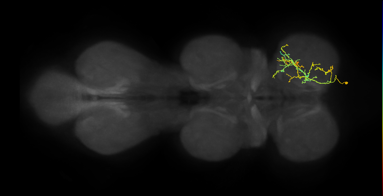 IN16B115_R (MaleCNS:811813)
