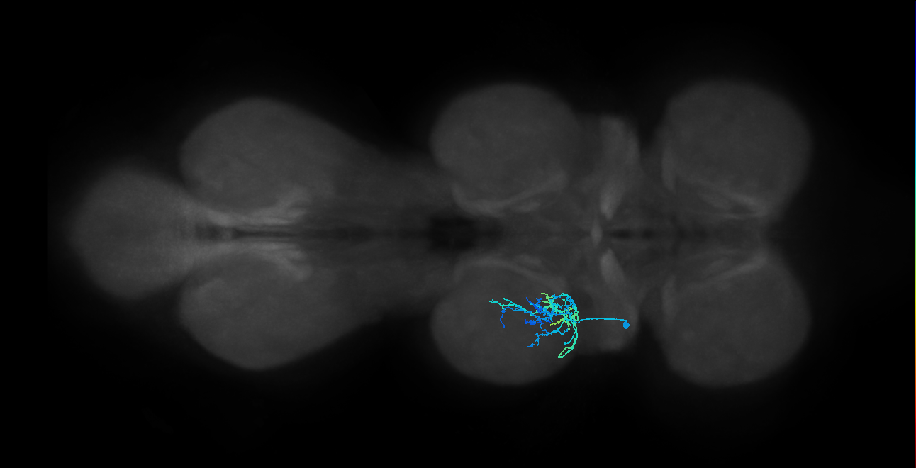 IN16B117_L (MaleCNS:810949)