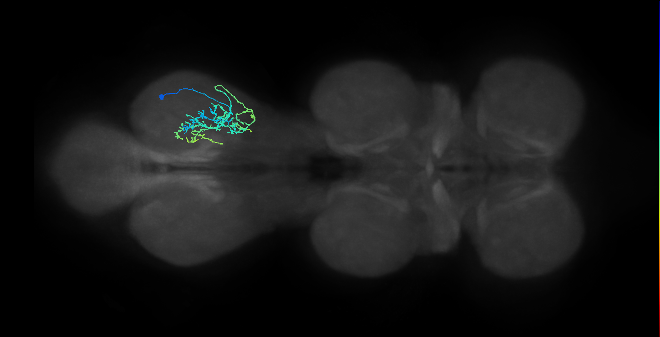 IN16B120_R (MaleCNS:809978)