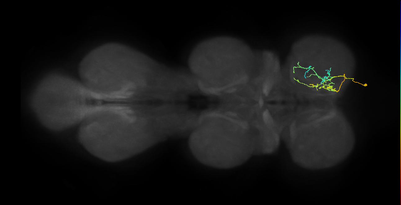 IN16B121_R (MaleCNS:813769)