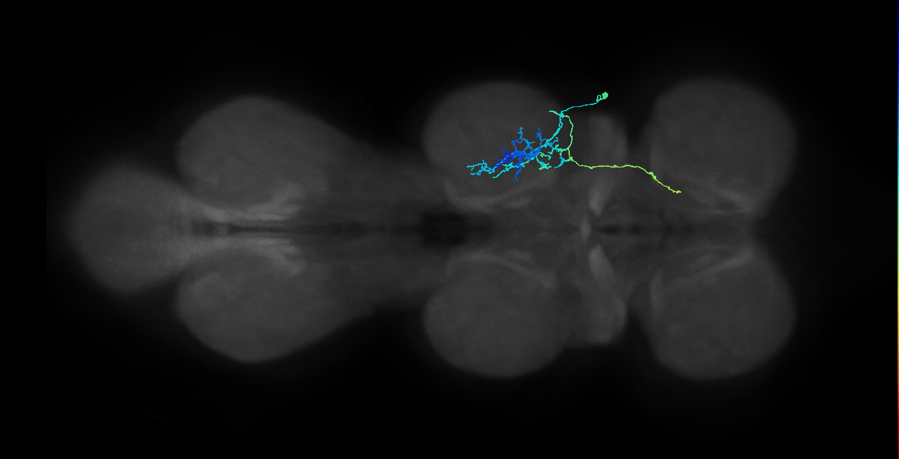 IN16B125_R (MaleCNS:907839)