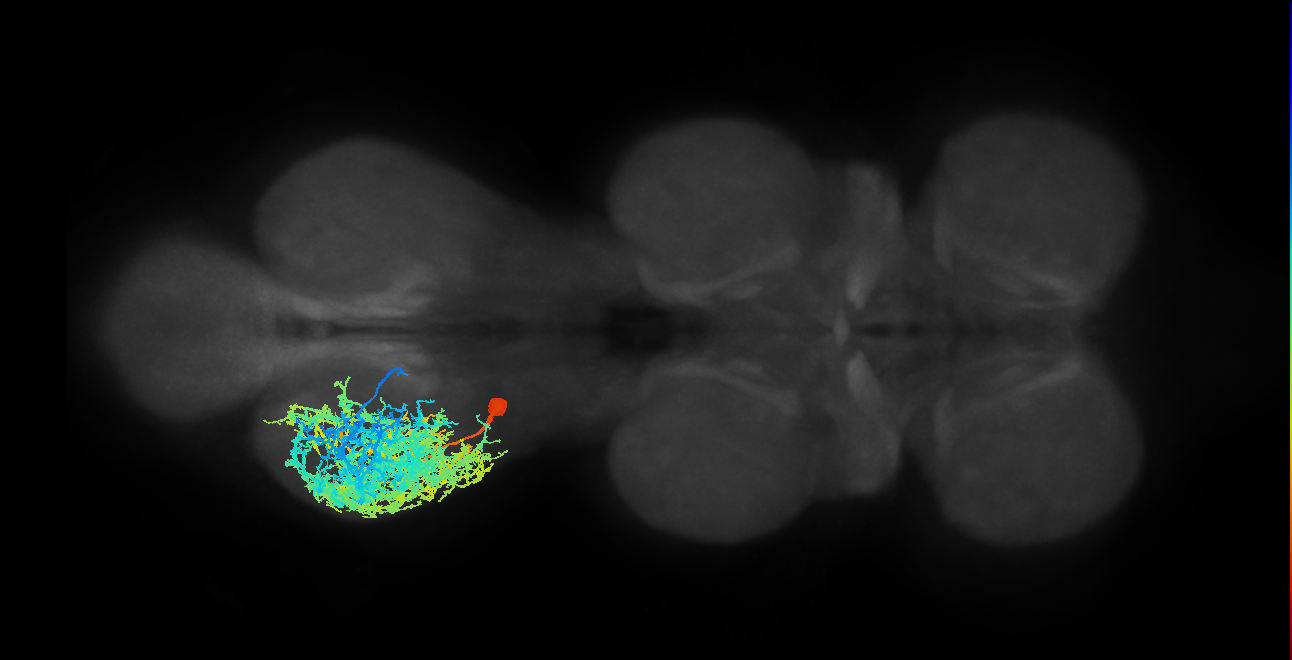 lineage NB2-5 primary interneuron