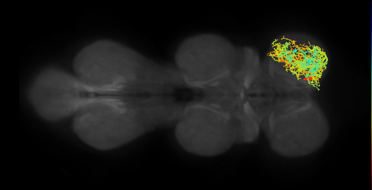 lineage NB2-5 primary interneuron