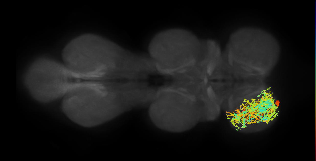 lineage NB2-5 primary interneuron