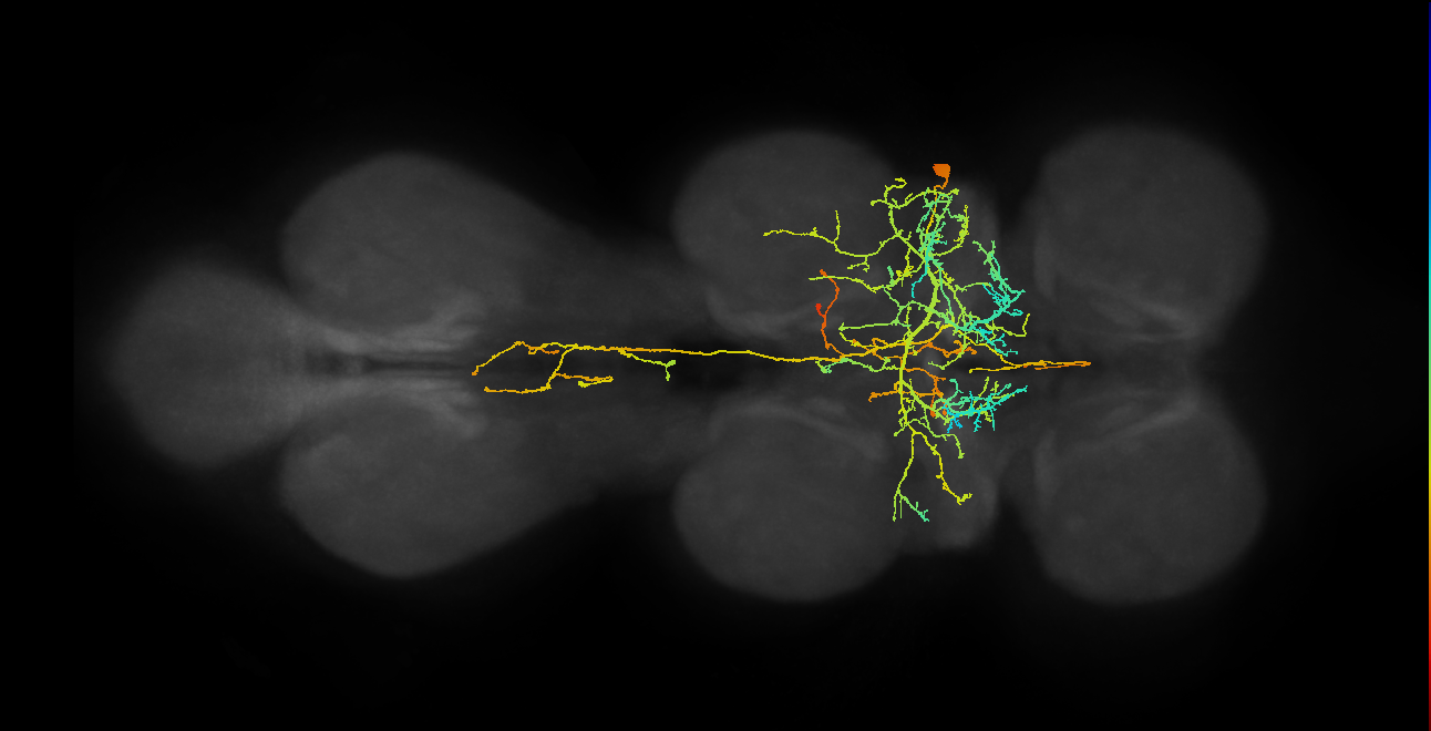 IN17A042_R (MaleCNS:803446)