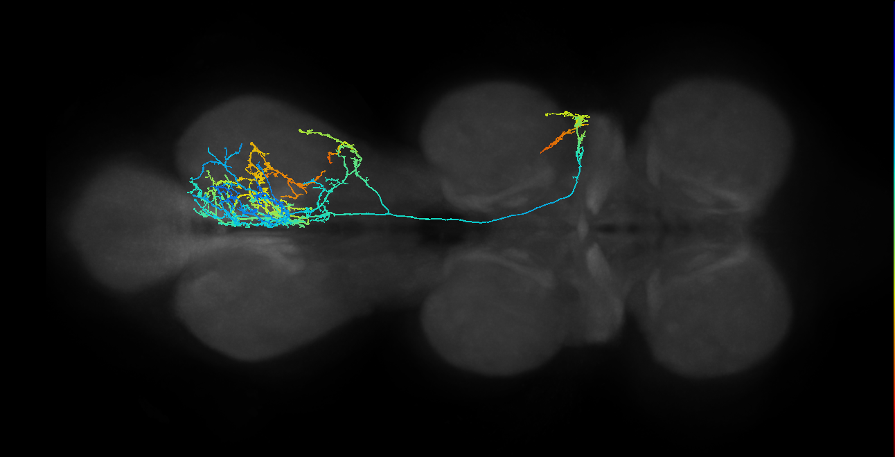 IN17A043, IN17A046_R (MaleCNS:904319)