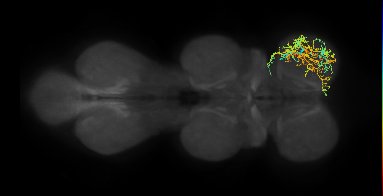 IN17A044_R (MaleCNS:806266)