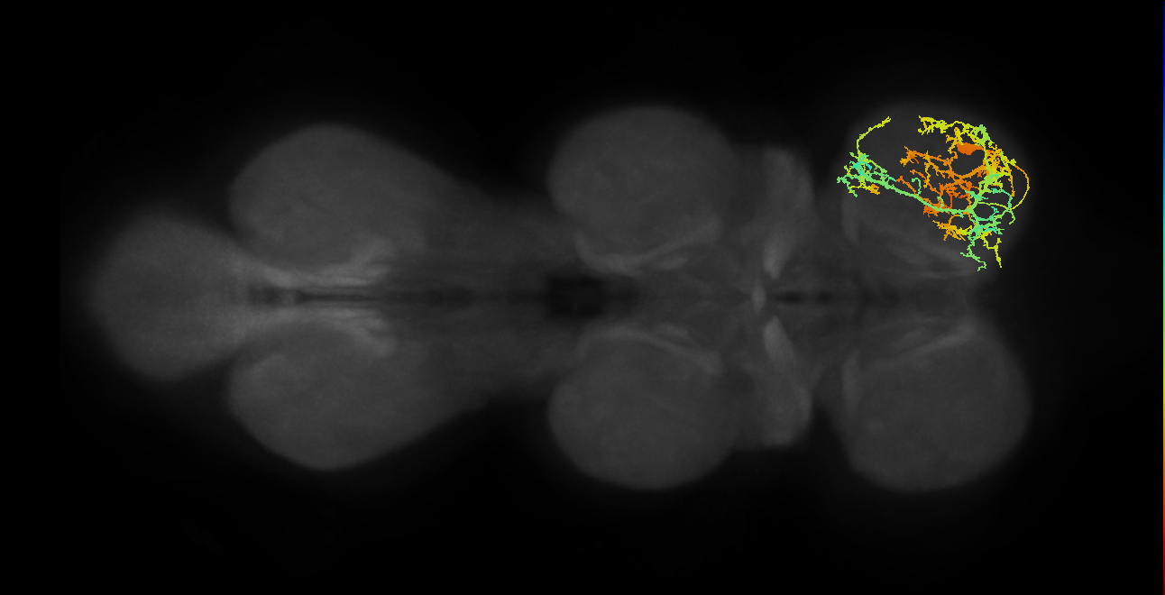 IN17A052_R (MaleCNS:803384)