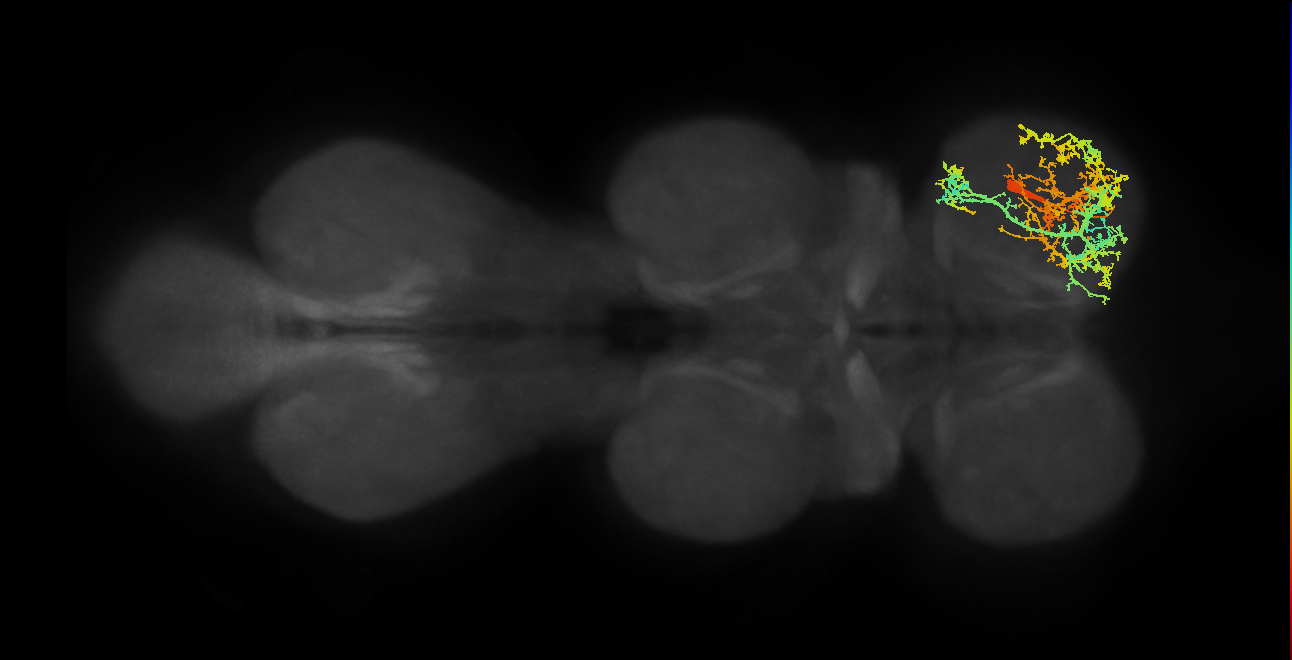 IN17A052_R (MaleCNS:804760)