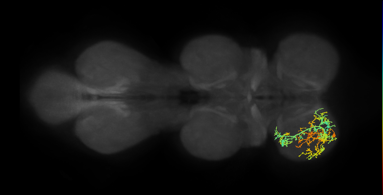 IN17A052_L (MaleCNS:904826)