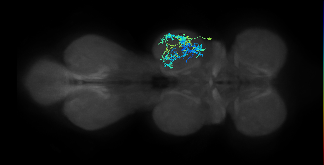 IN17A052_R (MaleCNS:801082)