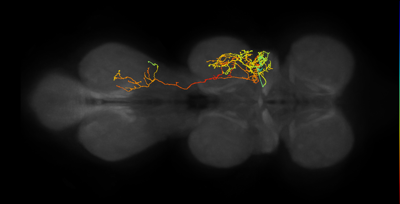 IN17A059,IN17A063_R (MaleCNS:805013)