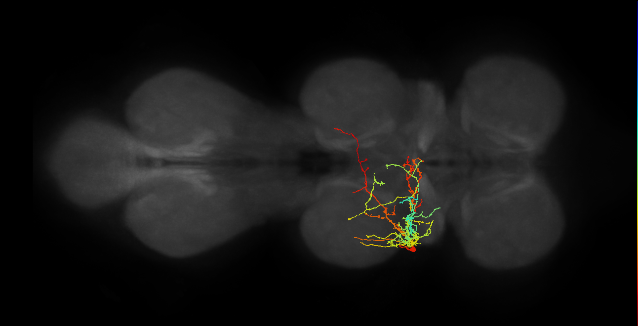 IN17A071, IN17A081_L (MaleCNS:808346)